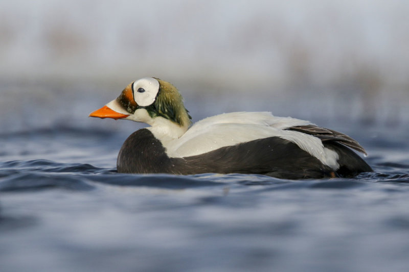 Spectacled Eider