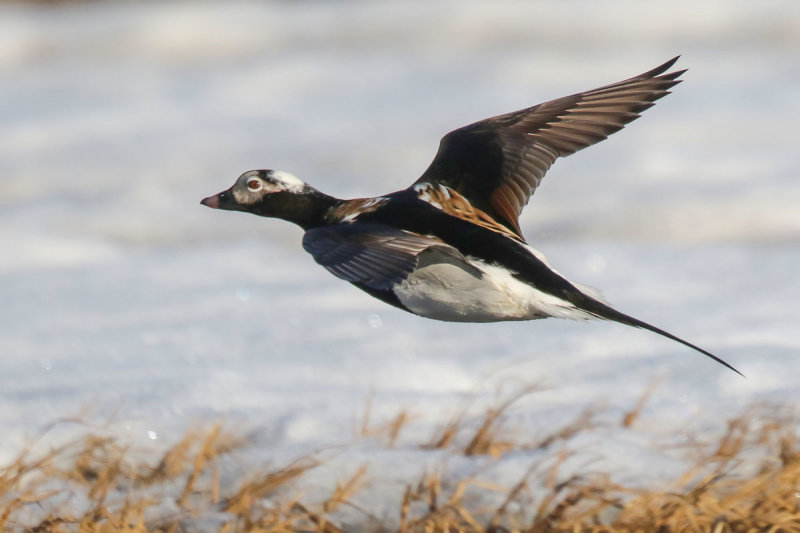 Long-tailed Duck