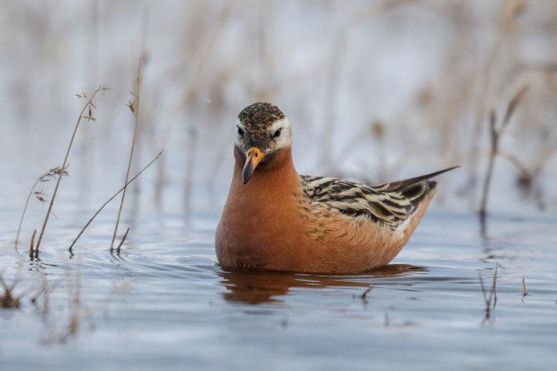 Red Phalarope