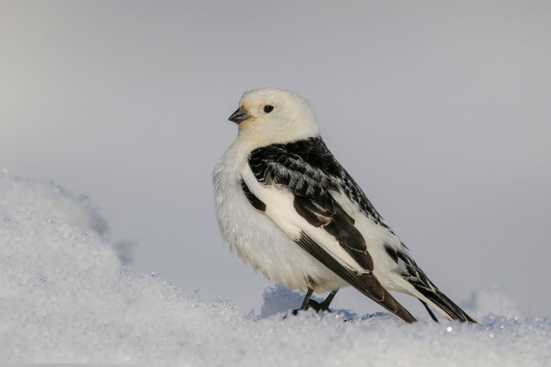 Snow Bunting