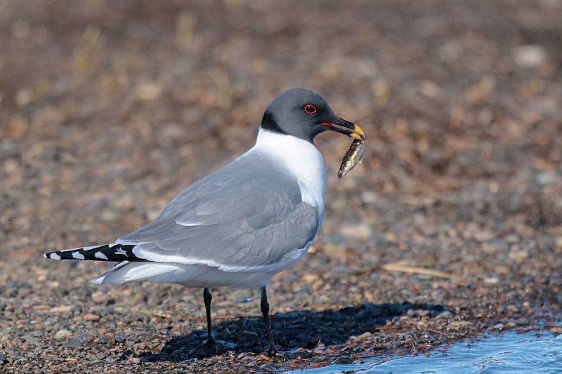 Sabine's Gull