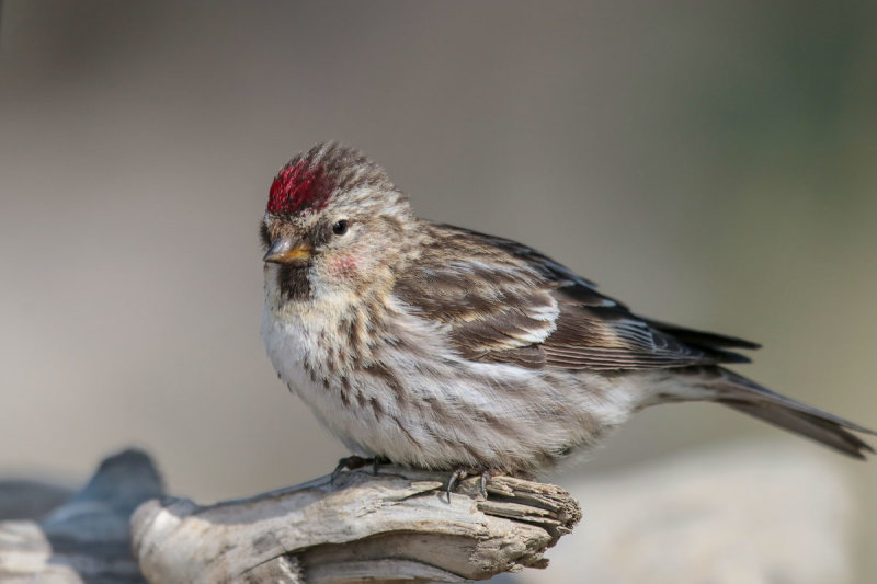 Common Redpoll