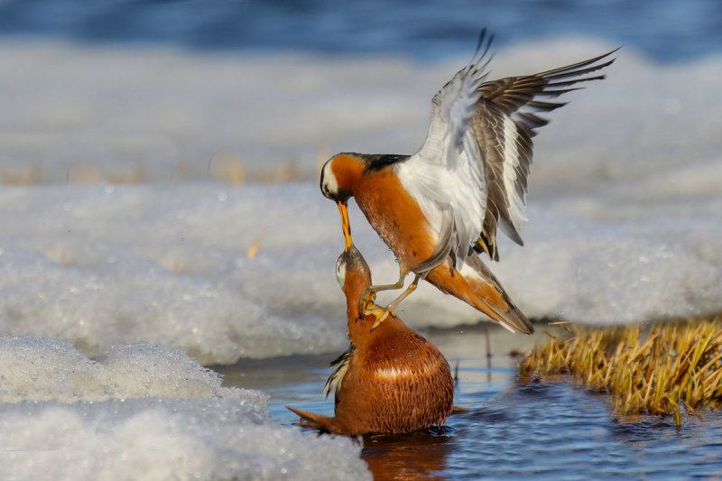 Red Phalarope