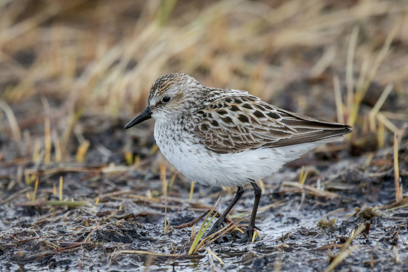 Semipalmated Sandpiper