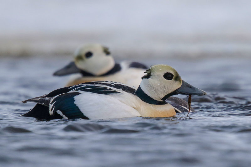 Steller's Eider