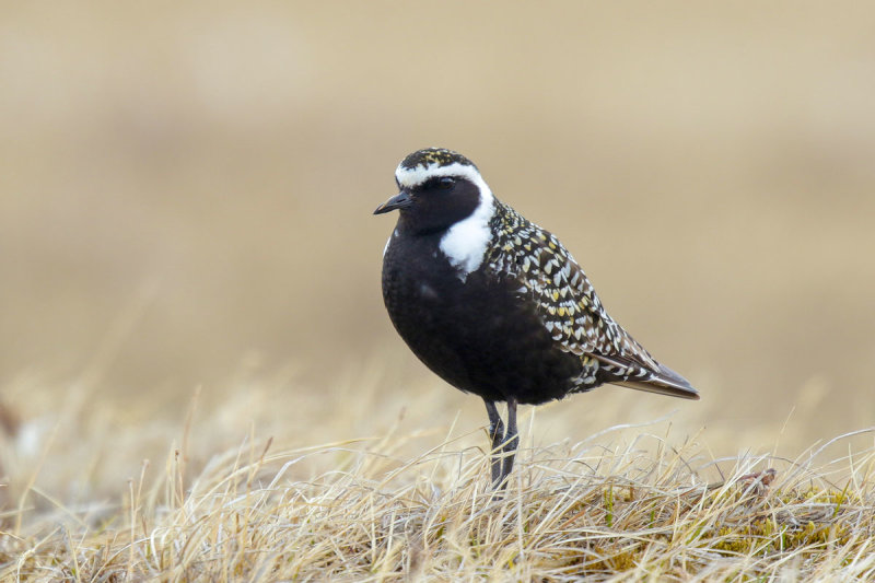 American Golden-Plover