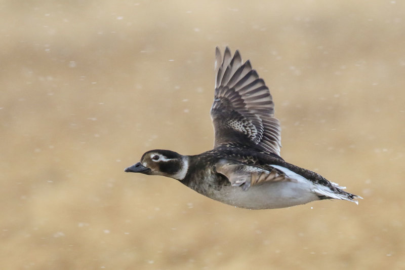 Long-tailed Duck