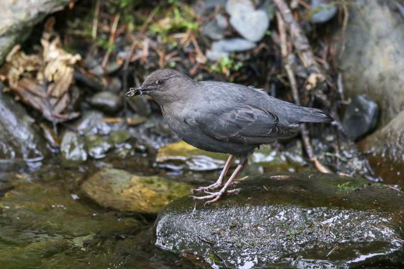 American Dipper