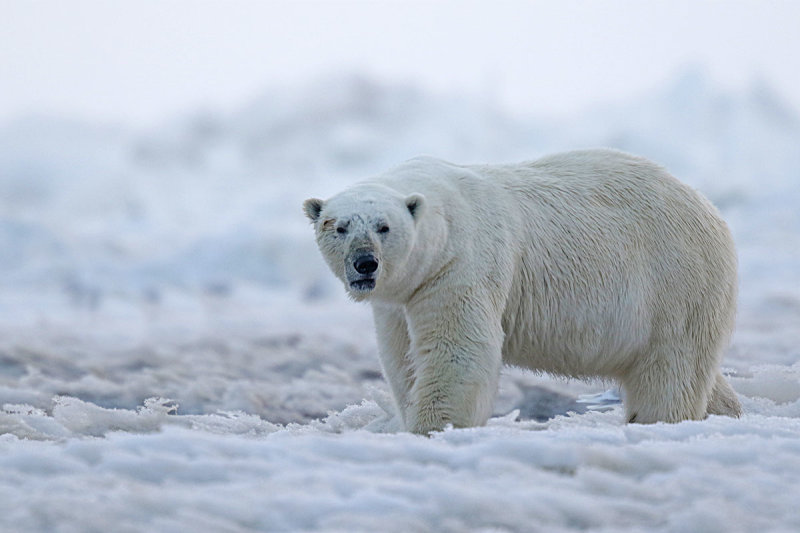 Polar Bear