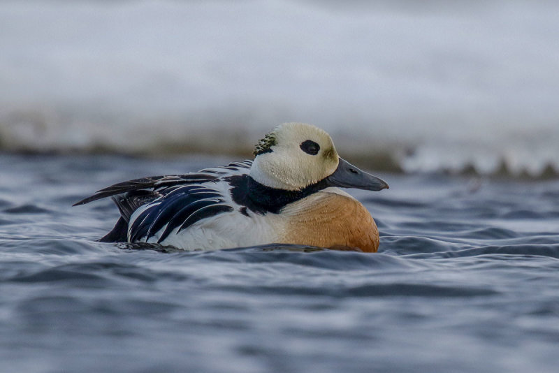 Steller's Eider