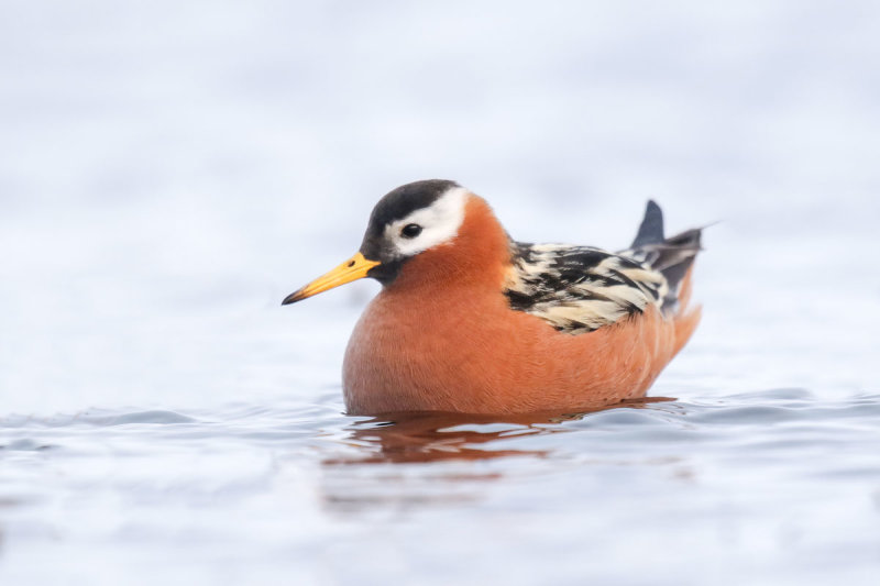 Red Phalarope