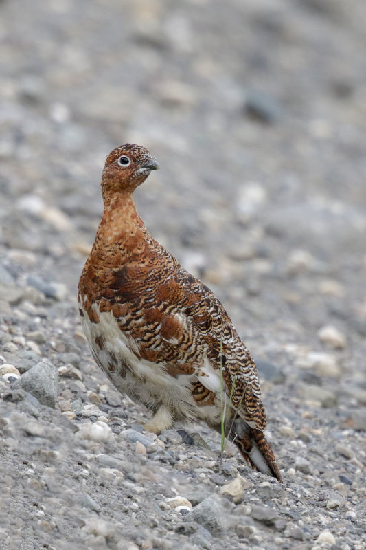 Willow Ptarmigan