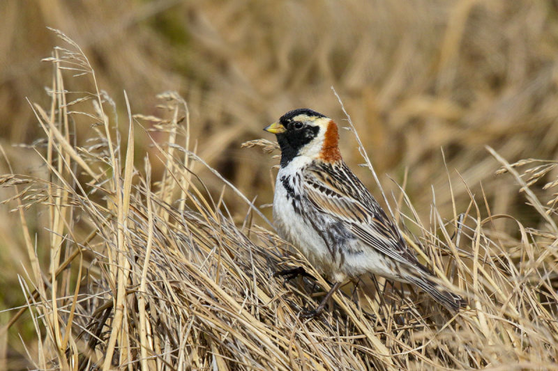 Lapland Longspur