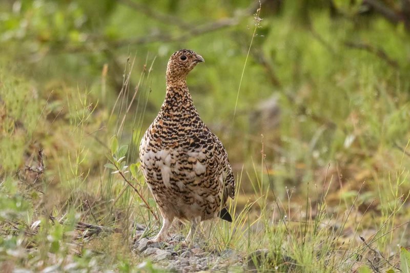 Rock Ptarmigan