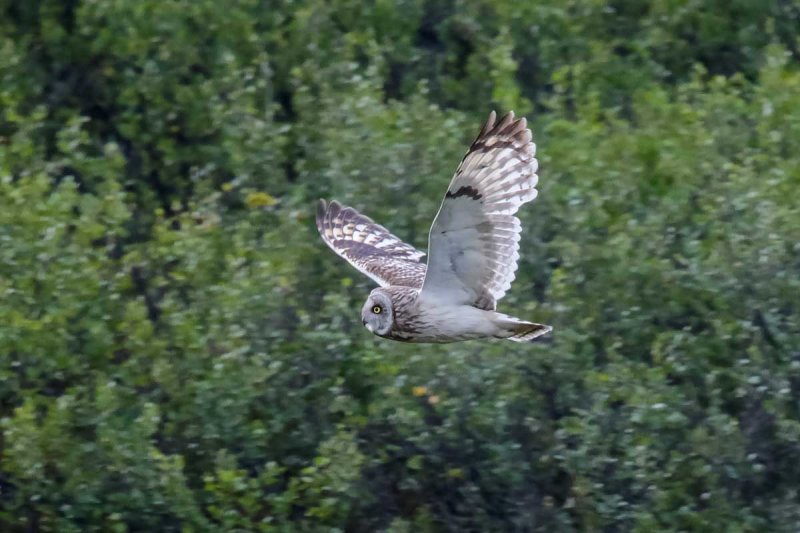 Short-eared Owl