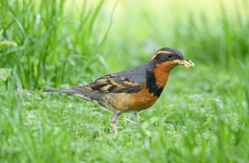 Varied Thrush