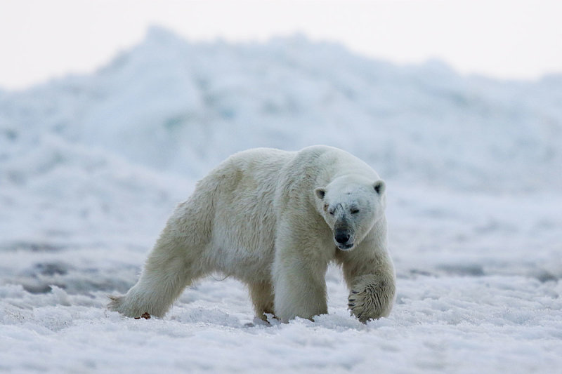 Polar Bear