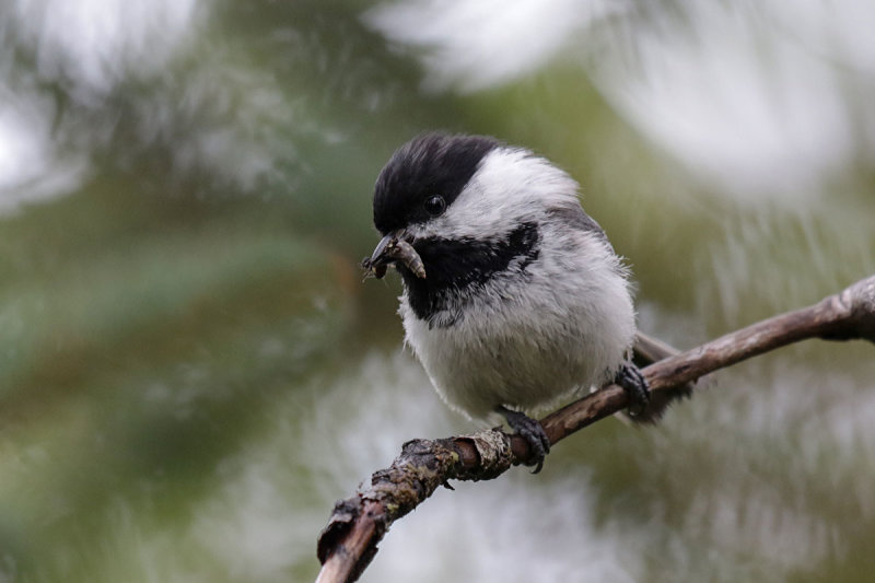 Black-capped Chickadee
