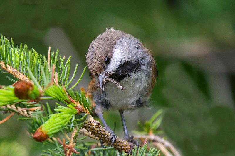 Boreal Chickadee