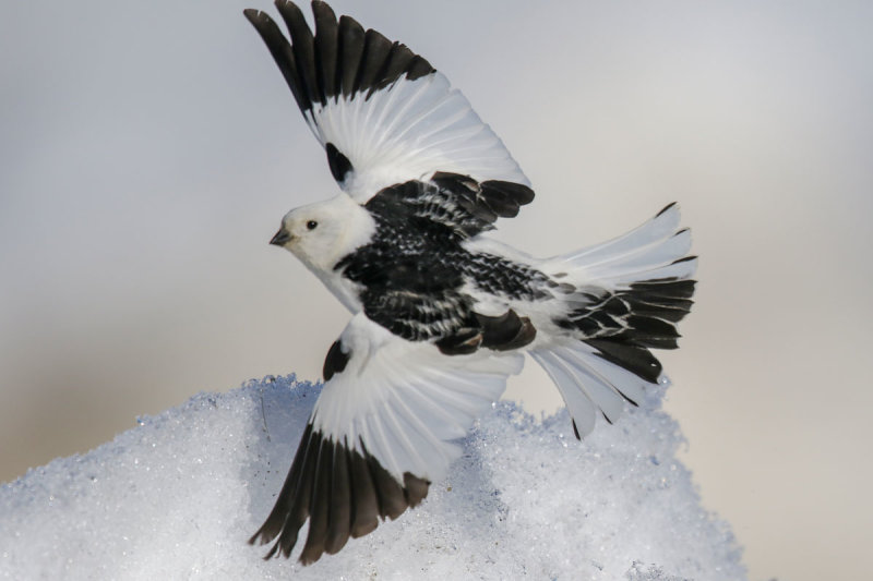 Snow Bunting