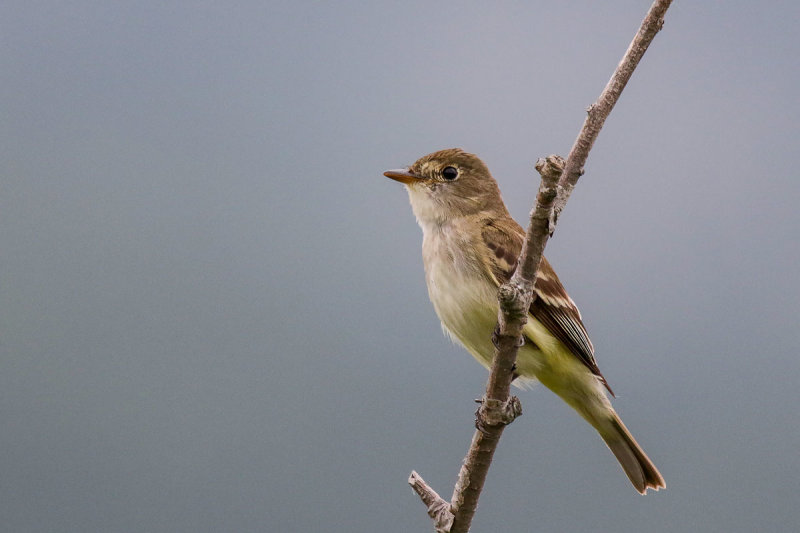 Alders Flycatcher