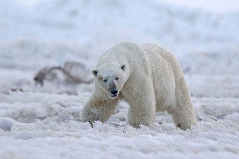 Polar Bear