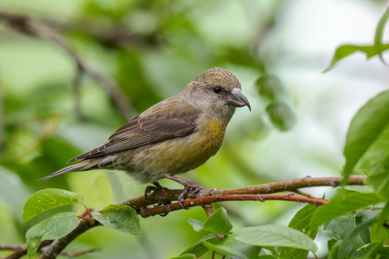 Red Crossbill