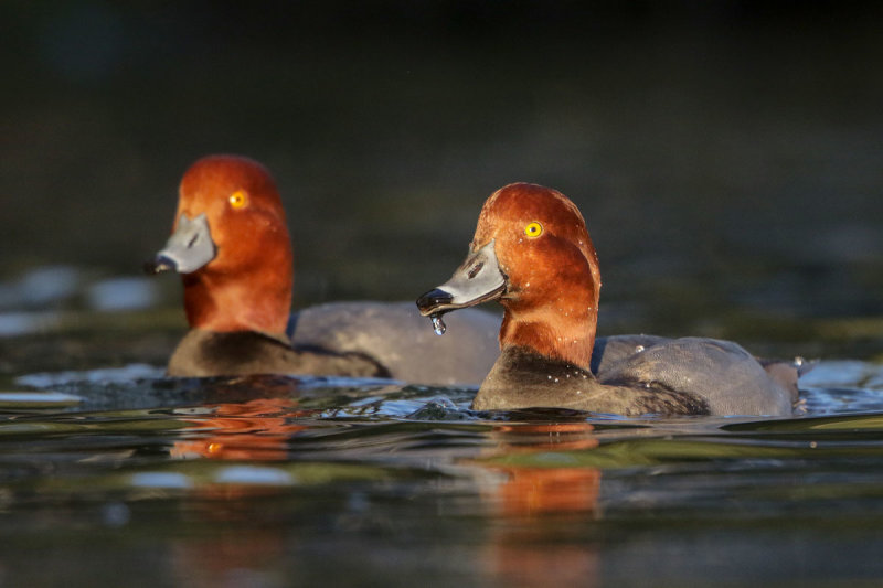 Redhead