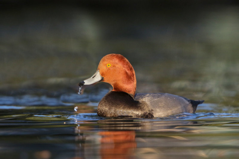 Redhead