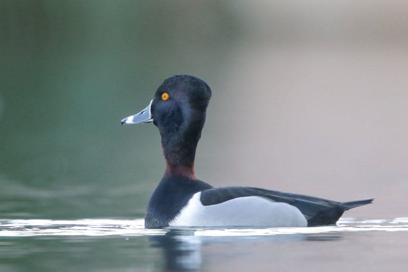 Ring-necked Duck