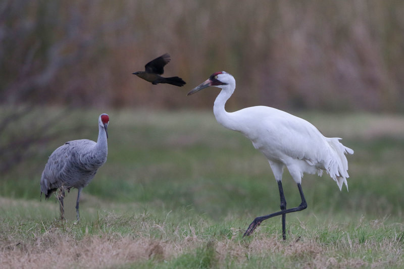 Whooping Crane
