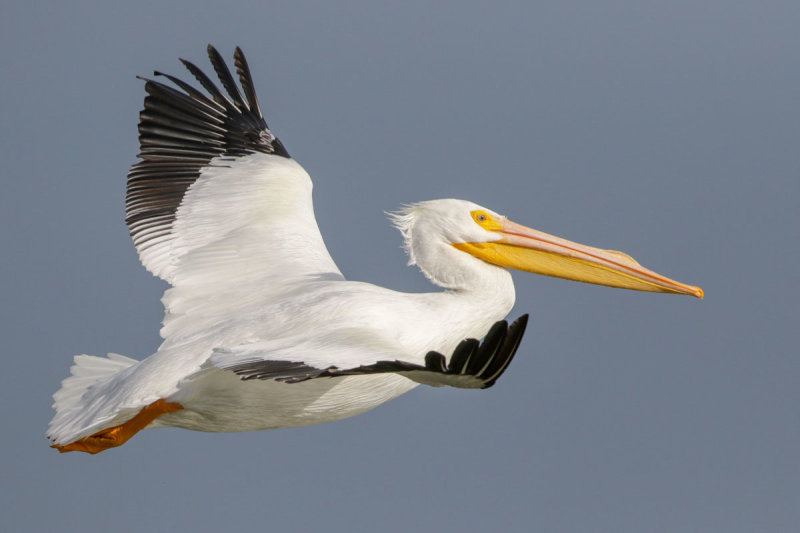 American White Pelican