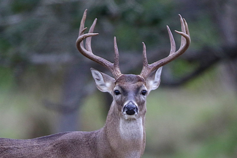 White-tailed Deer