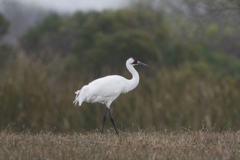 Whooping Crane