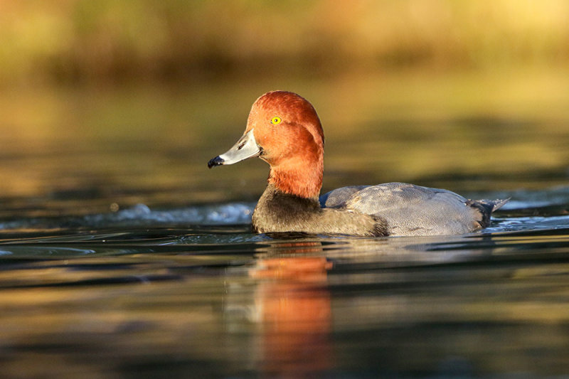 Redhead