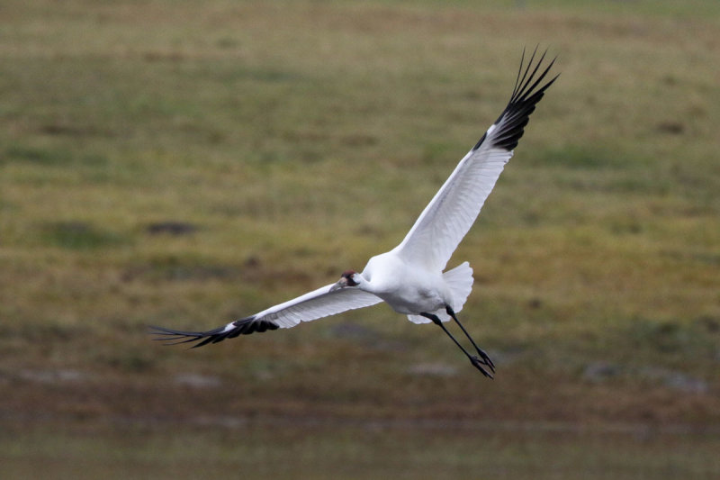 Whooping Crane