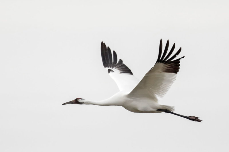 Whooping Crane