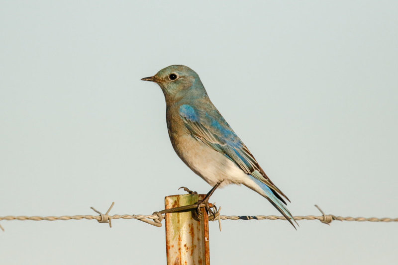Mountain Bluebird