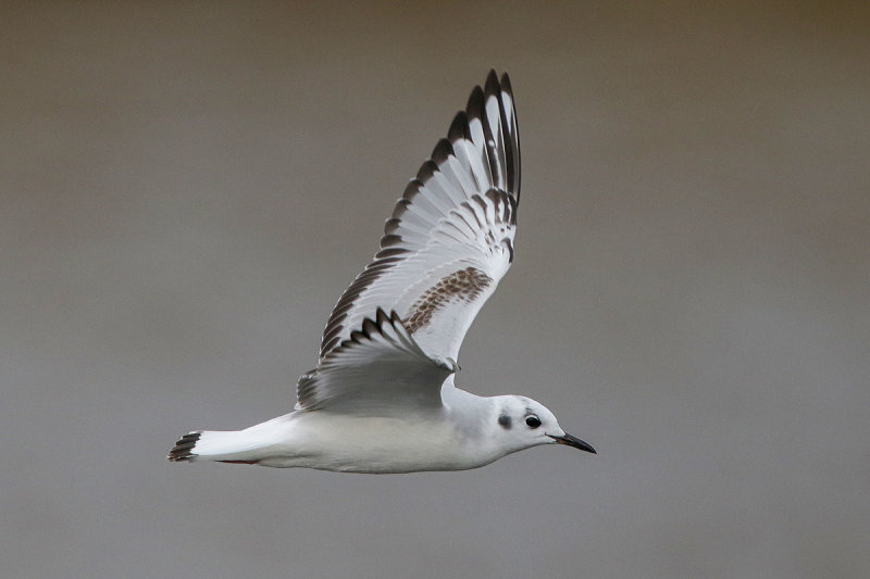 Bonaparte's Gull