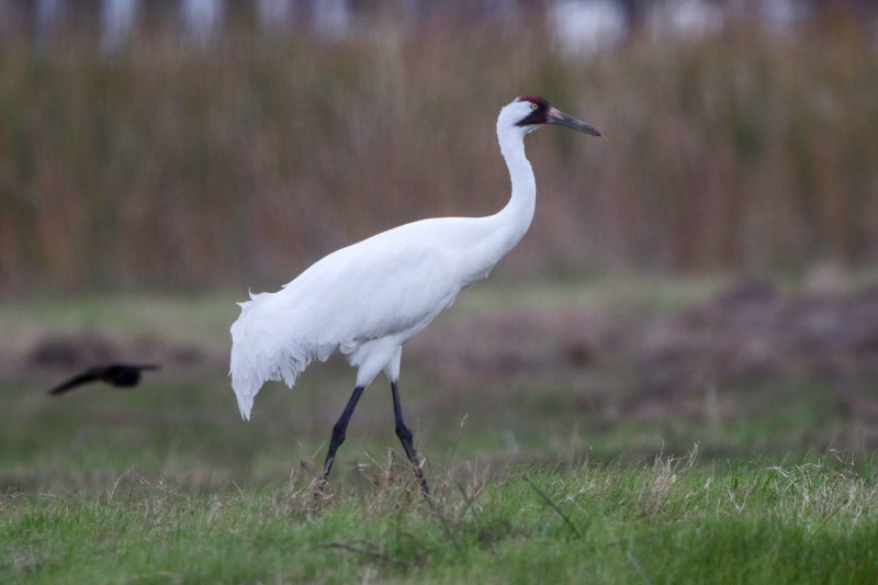 Whooping Crane