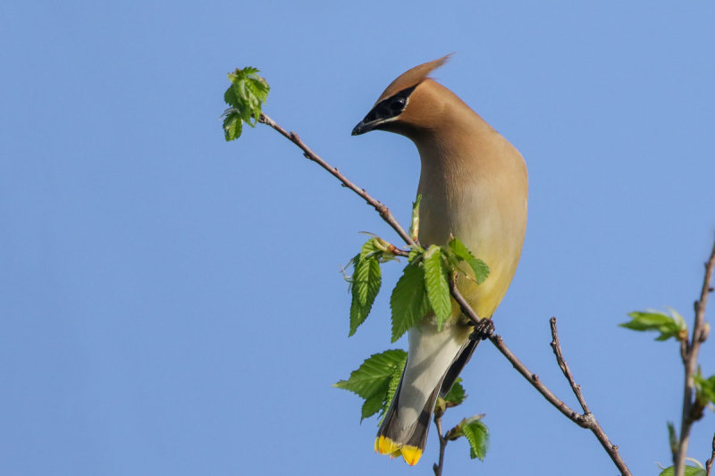 Cedar Waxwing