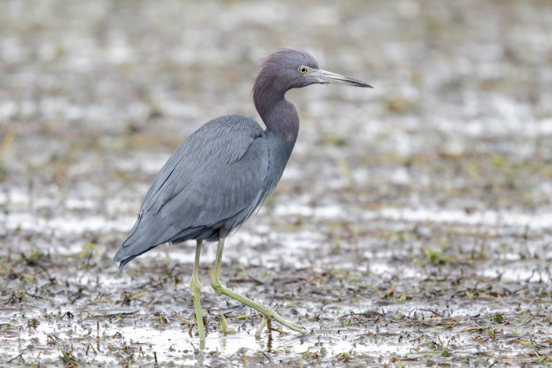 Little Blue Heron
