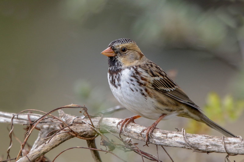 Harris's Sparrow