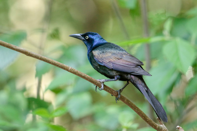 Common Grackle