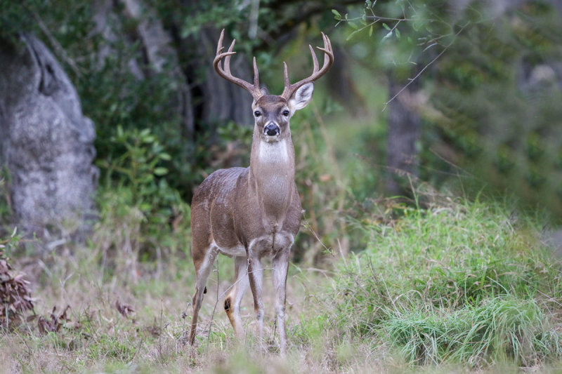 White-tailed Deer