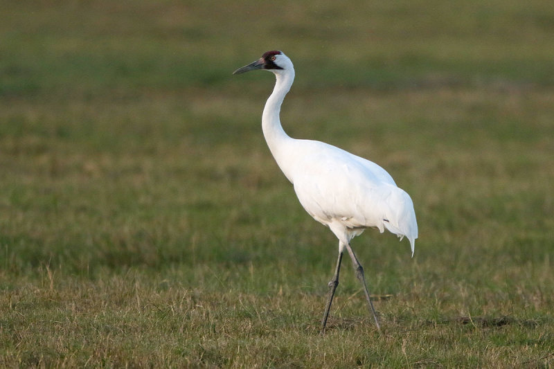 Whooping Crane