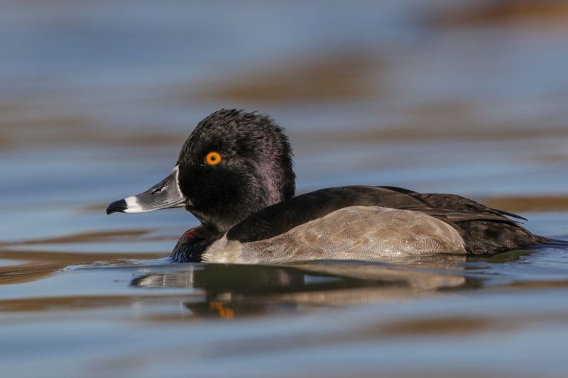 Ring-necked Duck