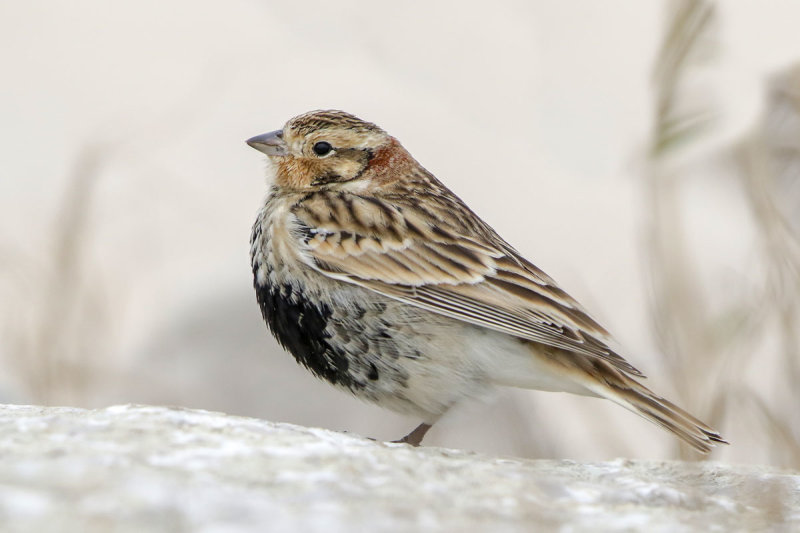 Chestnut-collared Longspur