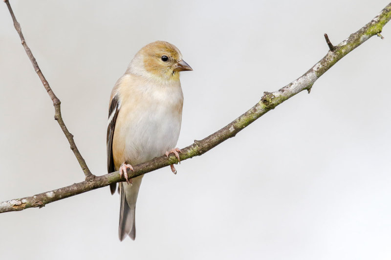 American Goldfinch