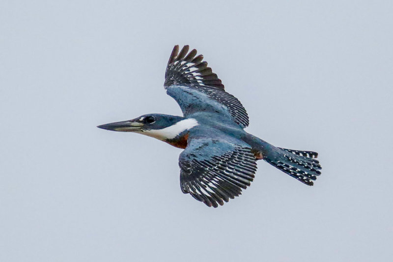 Ringed Kingfisher